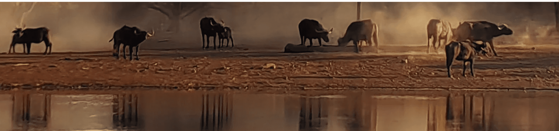 Waterhole wildlife image cropped from the Canva reference